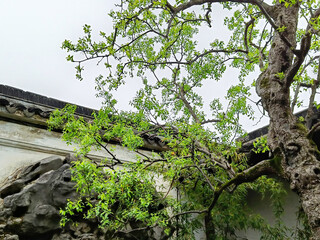 China, Suzhou, Fisherman's Garden,  tree in the garden