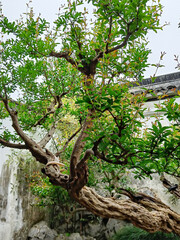 China, Suzhou, Fisherman's Garden,  tree in the garden