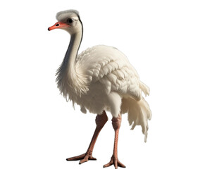 Obraz premium ostrich isolated on white background transparent png