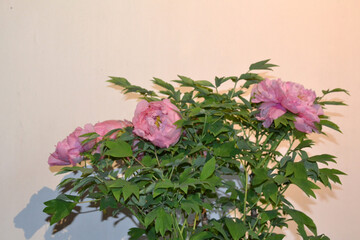 China, Suzhou, Fisherman's Garden, peony bloom
