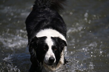 dog in water, black and white dog