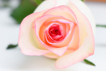 beautiful pink rose flower isolated on white background, valentine day