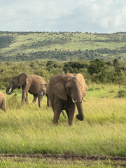 Fototapeta premium Elephants in Masai Mara