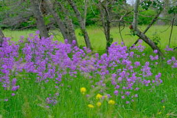 flowers in the field, Fireweed