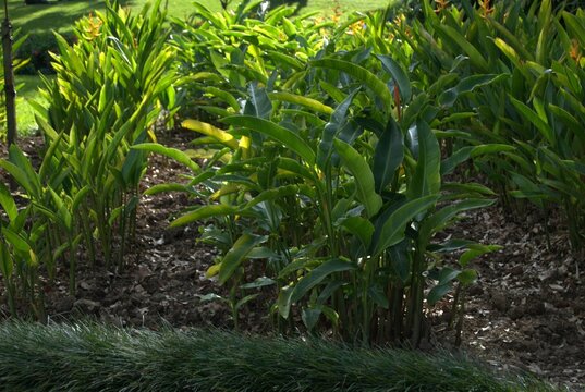 El verde y los jardines en caracas.
En Caracas podemos disfrutar de hermosos parques con muchos &aacute;rboles y gran cantidad de verde.