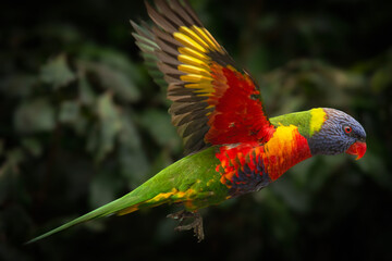 Rainbow Lorikeet Flying