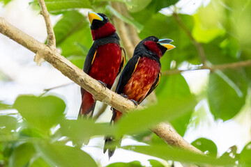 The beauty of Black and red Broadbill in nature in Thailand.