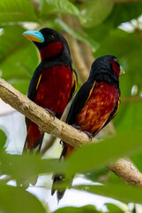 The beauty of Black and red Broadbill in nature in Thailand.