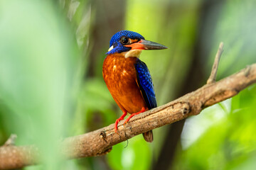 The beauty of kingfishers in nature in Thailand.