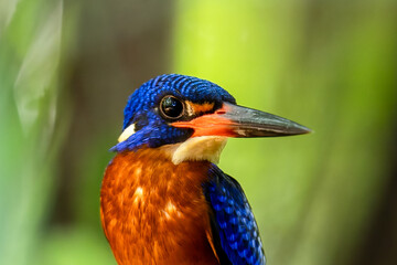 The beauty of kingfishers in nature in Thailand.