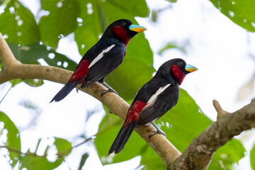 The beauty of Black and red Broadbill in nature in Thailand.