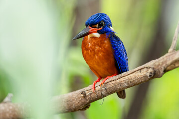 The beauty of kingfishers in nature in Thailand.