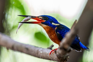 The beauty of kingfishers in nature in Thailand.