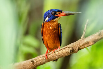 The beauty of kingfishers in nature in Thailand.