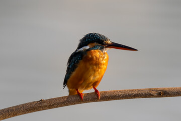 The beauty of kingfishers in nature in Thailand.