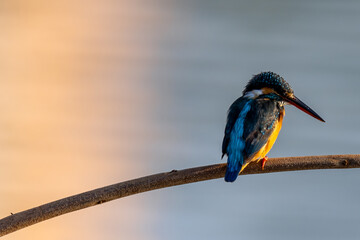 The beauty of kingfishers in nature in Thailand.