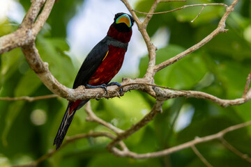The beauty of Black and red Broadbill in nature in Thailand.