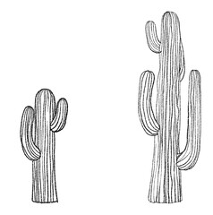 Cactus drawn with black lines. © binimin