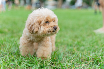 Adorable poodle enjoys happy time on the grass with owner on weekend