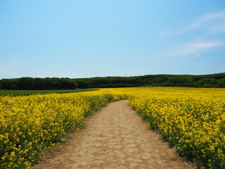 菜の花畑の散策路