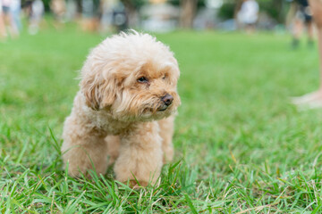 Adorable poodle enjoys happy time on the grass with owner on weekend