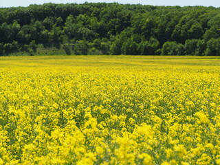 Fototapeta premium 菜の花の花畑