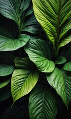 Lush Green Tropical Leaves