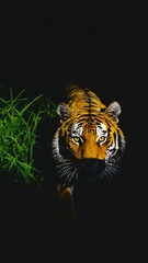 Generative AI, Silent Watcher: A Tiger's Stealthy Gaze in the Dark