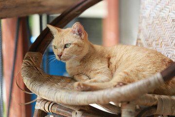 Cute ginger cat lying in the basket. Selective focus.