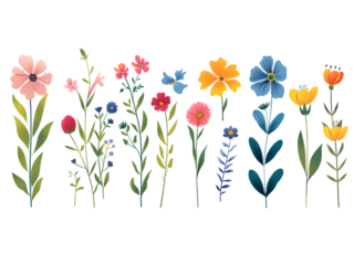 A row of colorful flowers with a white background