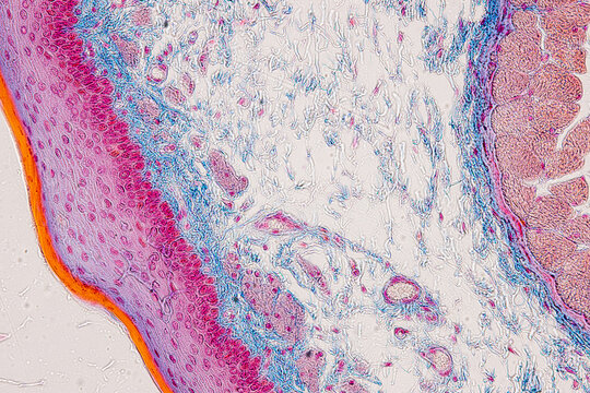 Pathology and Histology Tissue of Mouse, Rabbit, Cat and Cow under microscope.