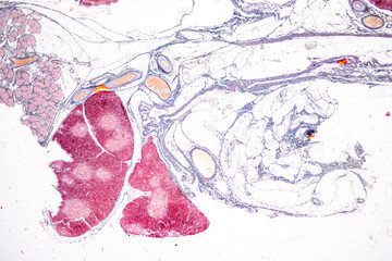 Pathology and Histology Tissue of Mouse, Rabbit, Cat and Cow under microscope.