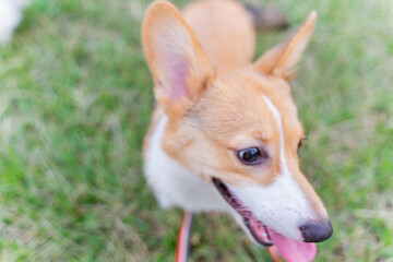 This photo features a happy corgi dog walking on the grass. Its fluffy and soft fur makes it look both adorable and full of energy. The dog’s tail is wagging gently, and its face is beaming with joy, 