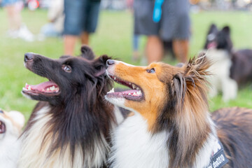 This photo shows a Shetland Sheepdog, or Sheltie, happily walking through a lush green meadow. With...