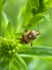 North American Tarnished Plant Bug