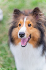 This photo shows a Shetland Sheepdog, or Sheltie, happily walking through a lush green meadow. With its fluffy, thick coat and energetic stride, the dog radiates joy and playfulness.