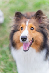 This photo shows a Shetland Sheepdog, or Sheltie, happily walking through a lush green meadow. With its fluffy, thick coat and energetic stride, the dog radiates joy and playfulness.