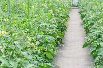 ハウス栽培で育つミニトマト