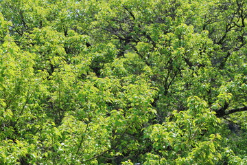 エドヒガンザクラの新緑　葉桜