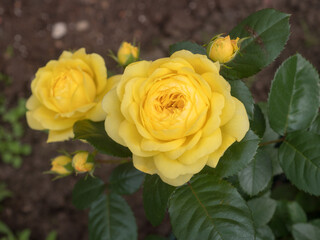 Fototapeta premium yellow rose in the garden