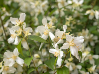mock orange with white flowers in summer
