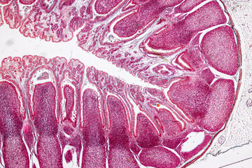 Pathology and Histology Tissue of Mouse, Rabbit, Cat and Cow under microscope.