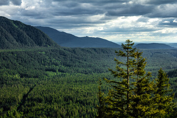 Obraz premium Pine Tree and the Mountains in Washington State