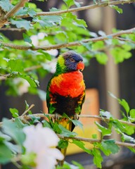 Lorkeet, DT+
Coconut Lorikeet with rainbow plumage 
Perched on branch