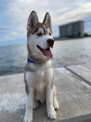 siberian husky dog