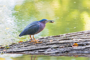 Green Heron sitting on a fallen tree on the Potomac River