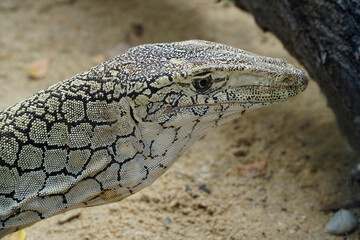 Perentie or Monitor lizard close up