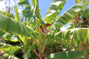 Banana flower that impress the subtropical Island © 徹志 山賀