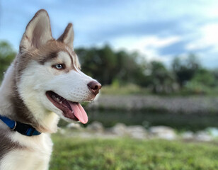 siberian husky dog
