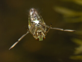 P6280279 aquatic backswimmer, Notonecta species, resting under the surface of the water, cECP 2024